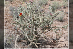Cylindropuntia versicolor