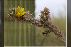 Cylindropuntia versicolor