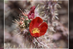 Cylindropuntia versicolor