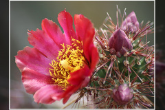 Cylindropuntia versicolor