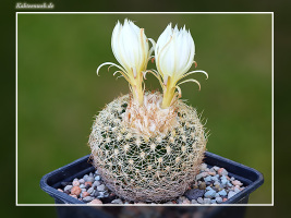Discocactus araneispinus