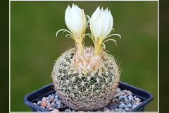 Discocactus araneispinus