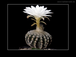 Discocactus horstii