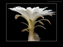 Discocactus horstii
