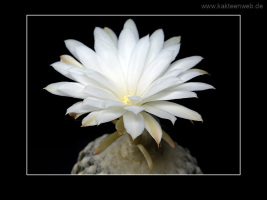 Discocactus horstii
