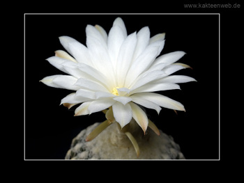 Discocactus horstii Discocactus horstii