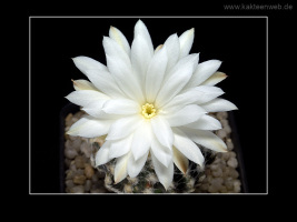 Discocactus horstii