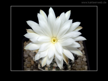 Discocactus horstii Discocactus horstii