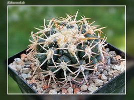  Discocactus petr-halfarii MH 725