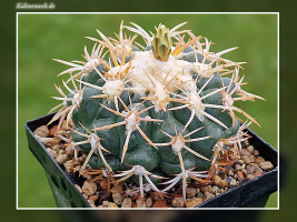  Discocactus petr-halfarii MH 725