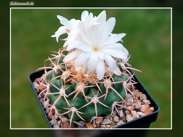 Discocactus petr-halfarii MH 725
