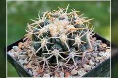  Discocactus petr-halfarii MH 725