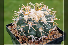  Discocactus petr-halfarii MH 725