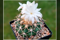 Discocactus petr-halfarii MH 725