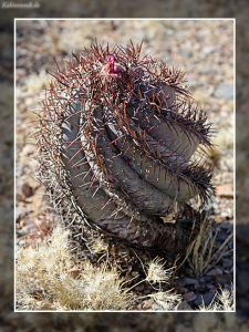 Echinocactus horizonthalonius var. nicholii