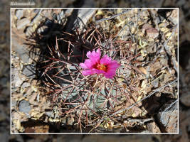 Echinocactus horizonthalonius var. nicholii