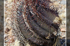 Echinocactus horizonthalonius var. nicholii