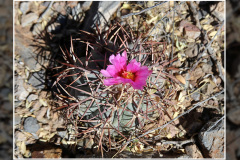 Echinocactus horizonthalonius var. nicholii
