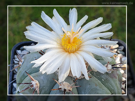 Echinocactus horizonthalonius var. subikii