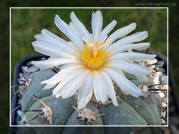 Echinocactus horizonthalonius var. subikii