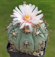 Echinocactus horizonthalonius var. subikii