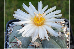 Echinocactus horizonthalonius var. subikii