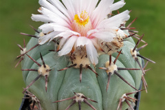 Echinocactus horizonthalonius var. subikii