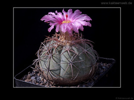 Echinocactus horizonthalonius