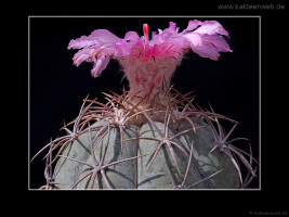 Echinocactus horizonthalonius