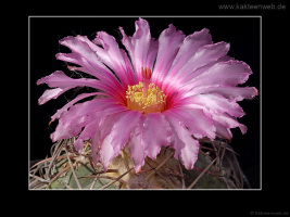 Echinocactus horizonthalonius