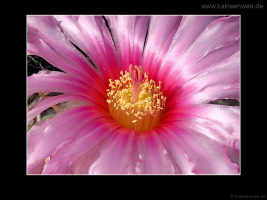 Echinocactus horizonthalonius
