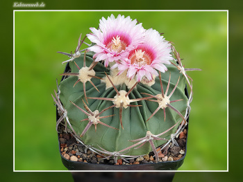 Echinocactus texensis