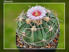 Echinocactus texensis