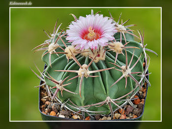 Echinocactus texensis