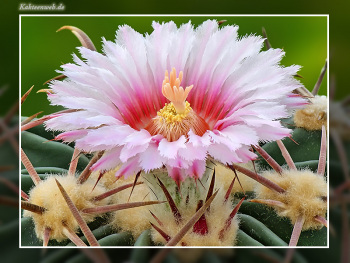 Echinocactus texensis