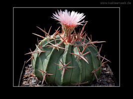 Echinocactus texensis