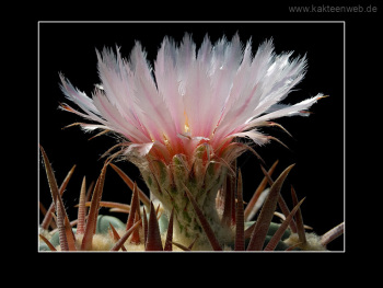 Echinocactus texensis
