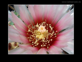Echinocactus texensis
