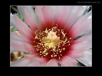 Echinocactus texensis