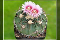 Echinocactus texensis