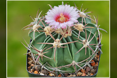 Echinocactus texensis