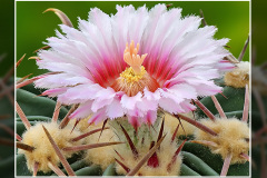 Echinocactus texensis