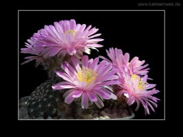 Echinocereus amoenus
