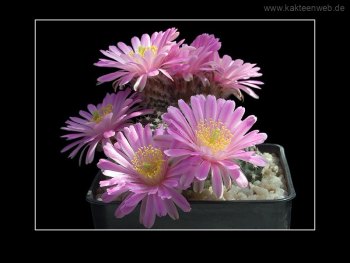 Echinocereus amoenus