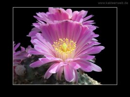 Echinocereus amoenus