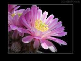 Echinocereus amoenus