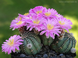 Echinocereus amoenus