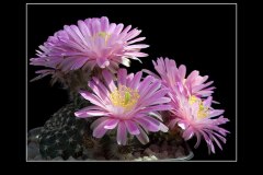 Echinocereus amoenus