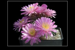 Echinocereus amoenus
