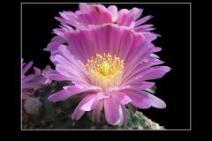Echinocereus amoenus